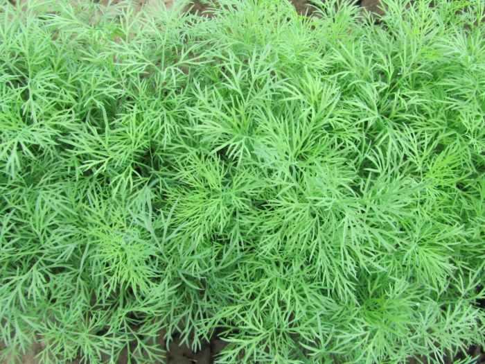 укроп Аллигатор  100г