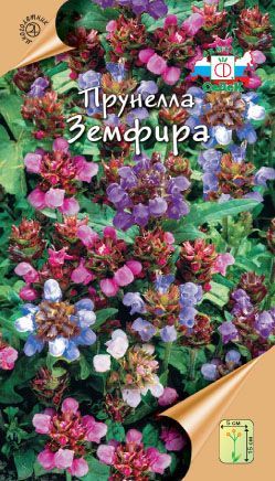 Цветок Прунелла Земфира Крупноцветковая смесь