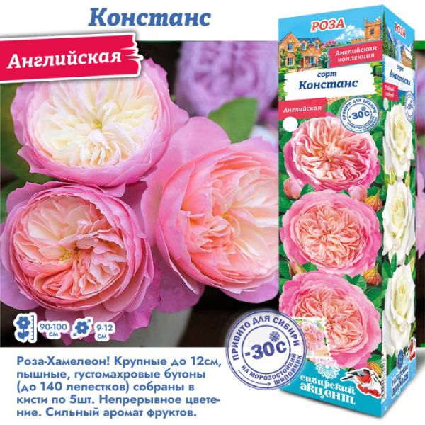 Роза Констанс