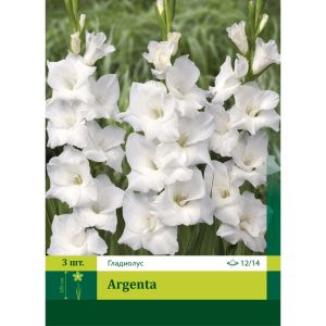 Гладиолус Аргента 3шт