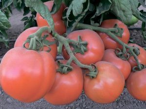 томат Купчиха F1  5 г