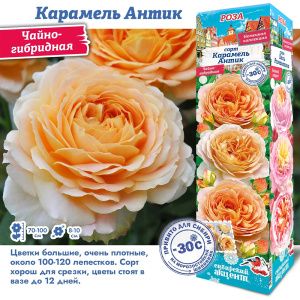 Роза Карамель Антик