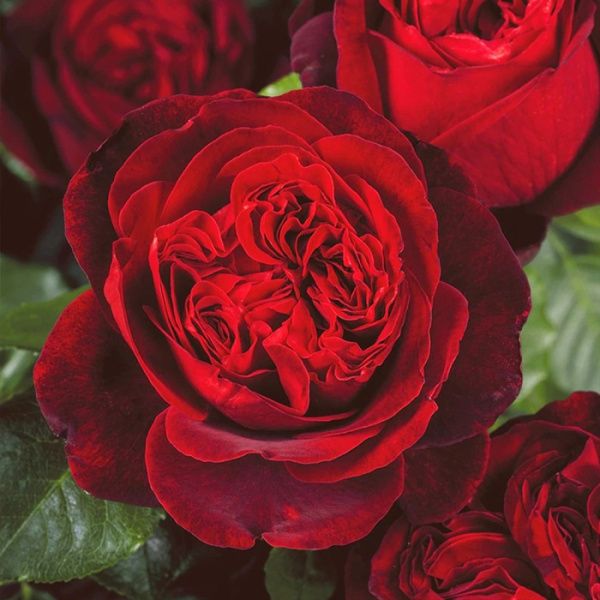 Роза Адмирал