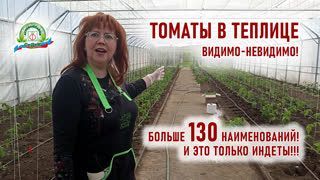 Майские праздники - пора сажать рассаду томатов в теплицу!