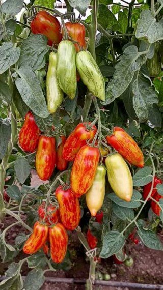 Настоящий эстет в компании ваших томатов!