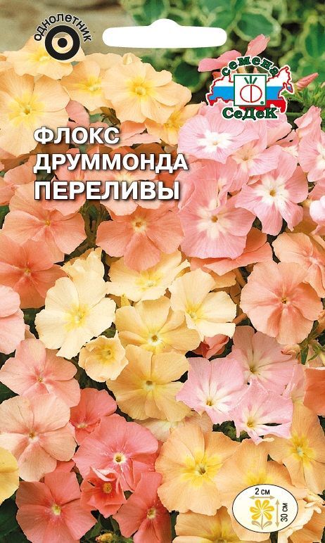 Цветок Флокс Друммонда Переливы