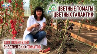 Цветные томаты из цветных и огненных галактик!