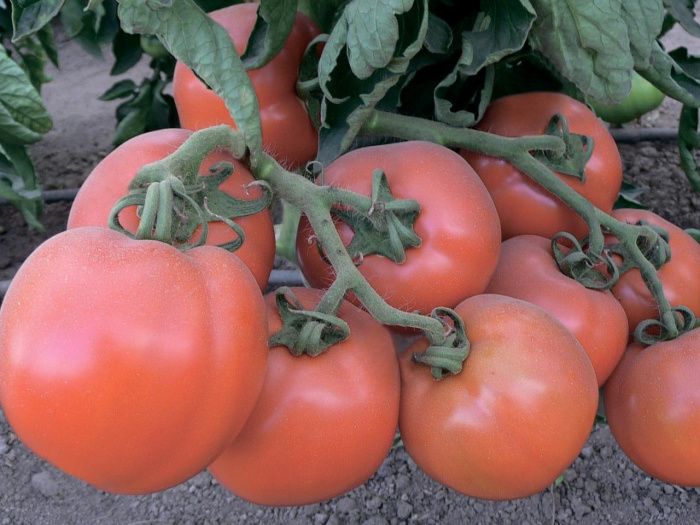 томат Купчиха F1  5 г