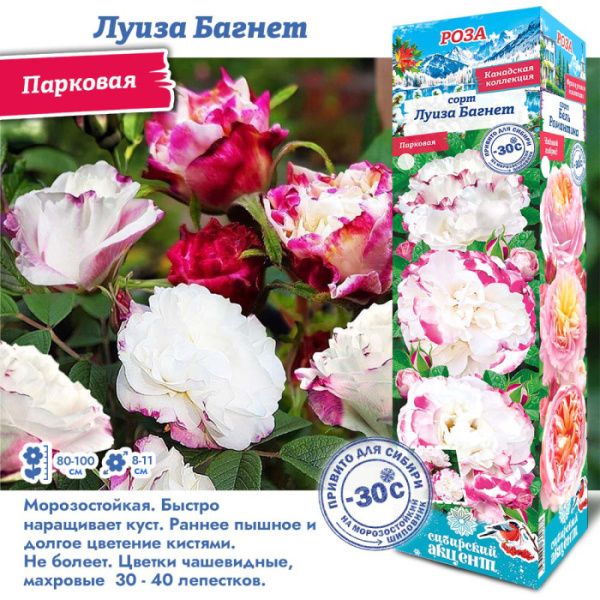 Роза Луиза Багнет