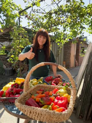 Урожаем перца будете довольны до самых заморозков