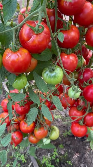 3 кг и более с одной кисти томата!