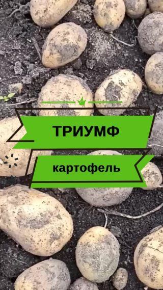 Обзор семенного картофеля.