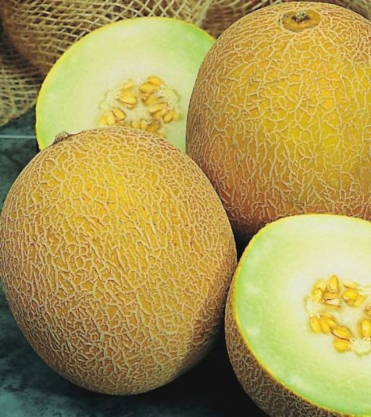 дыня Лада   100 гр.