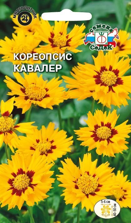 Цветок Кореопсис Кавалер ланцетовидный