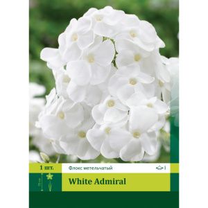 Флокс Вайт Адмирал