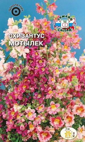 Цветок Схизантус Мотылек