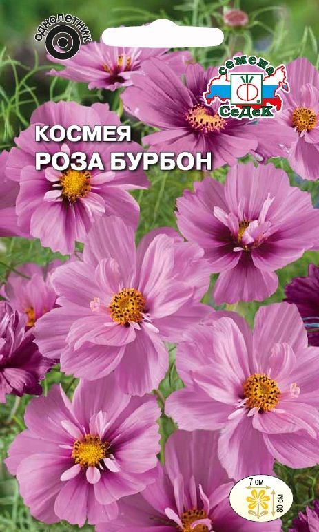 Цветок Космея Роза Бурбон