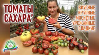 Вкусные, крупные, сладки и урожайные томаты. Сахарные томаты!