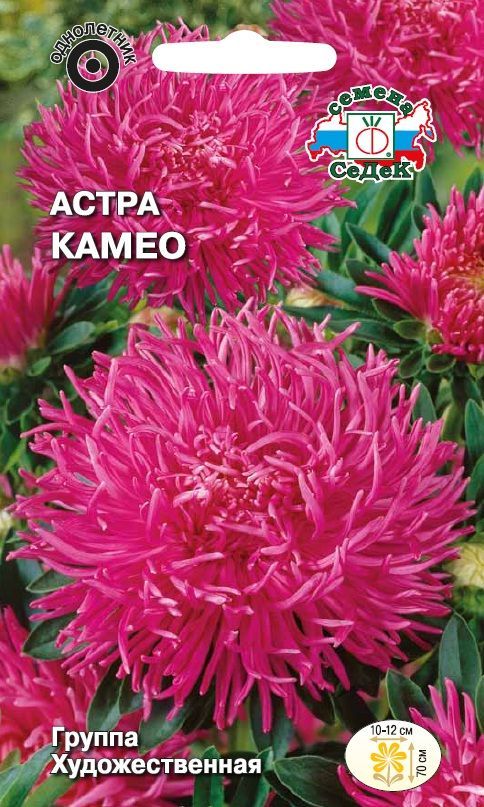 Цветок Астра Камео