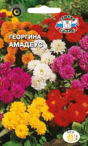 Цветок Георгина Амадеус