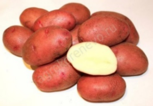 Семенной картофель Любава 2 кг (суперэлита)