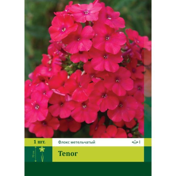 Флокс Тенор