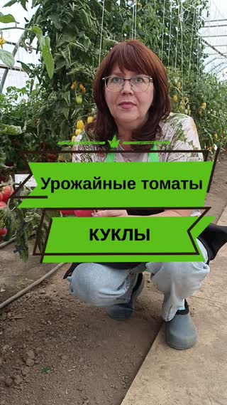 Розовоплодные томаты Куклы