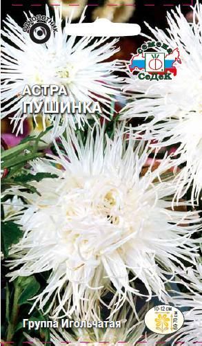 Цветок Астра Пушинка
