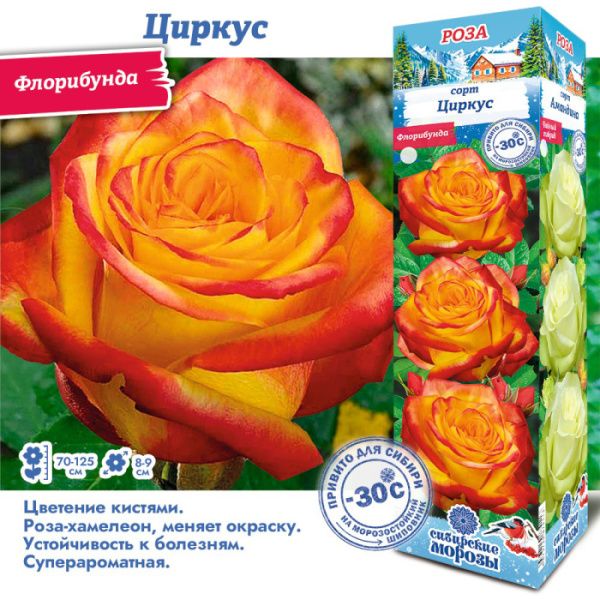 Роза Циркус