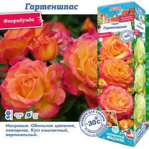 Роза Гартеншпас