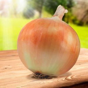 лук Сима F1  100 г