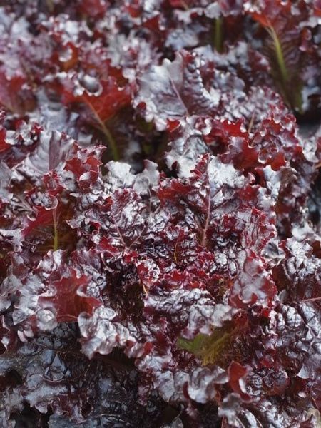 салат Краснолистный летний  100 г