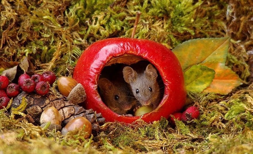 Гуманный способ защиты урожая от мышей от Седек