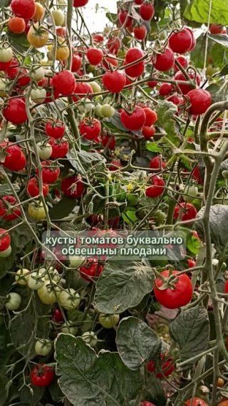 Показали томат который похож на клубнику! Смотрите скорее наш обзор!