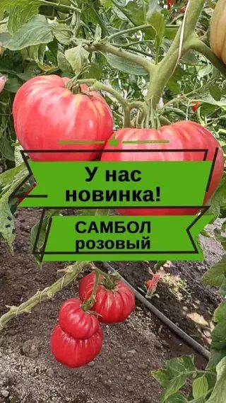 Не пропустите нашу томатную огромную новинку