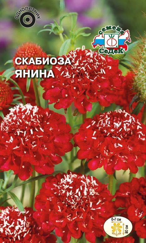 Цветок Скабиоза Янина