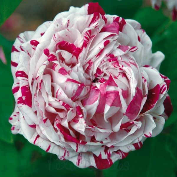 Роза Вариегата Ди Болонья