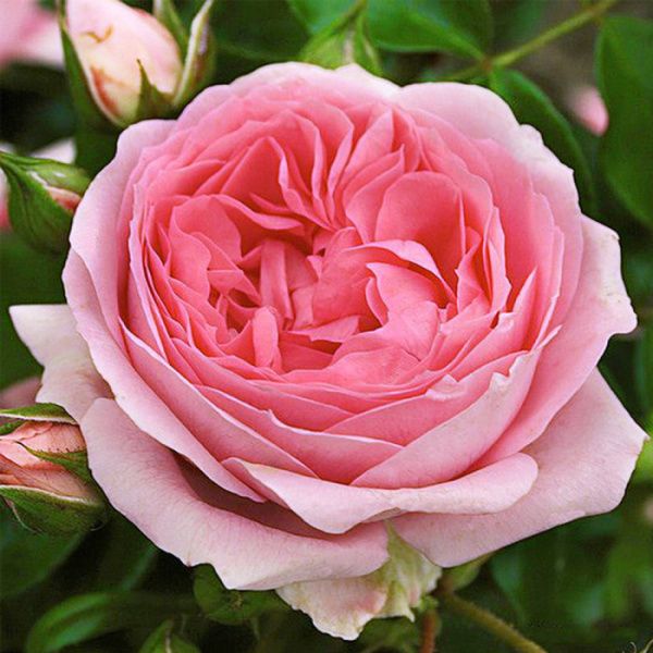 Роза Ханс Геневайн