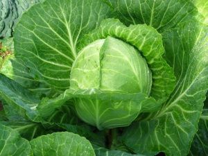 капуста Восточный экспресс F1  (б/к) 10 г.