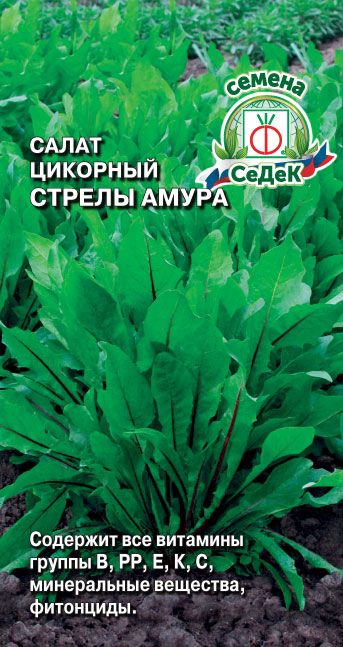 Салат Стрелы Амура (цикорный)