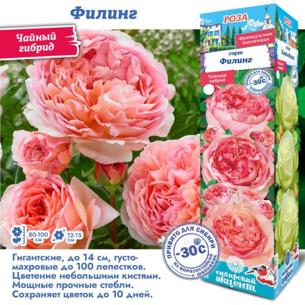 Роза Филинг