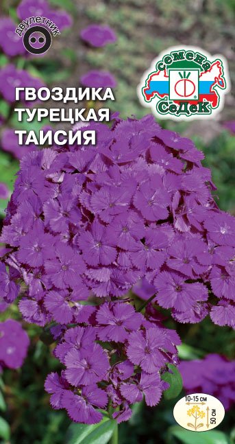 Цветок Гвоздика Таисия