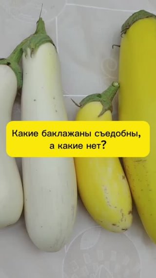 Какие баклажаны съедобны, а какие нет?