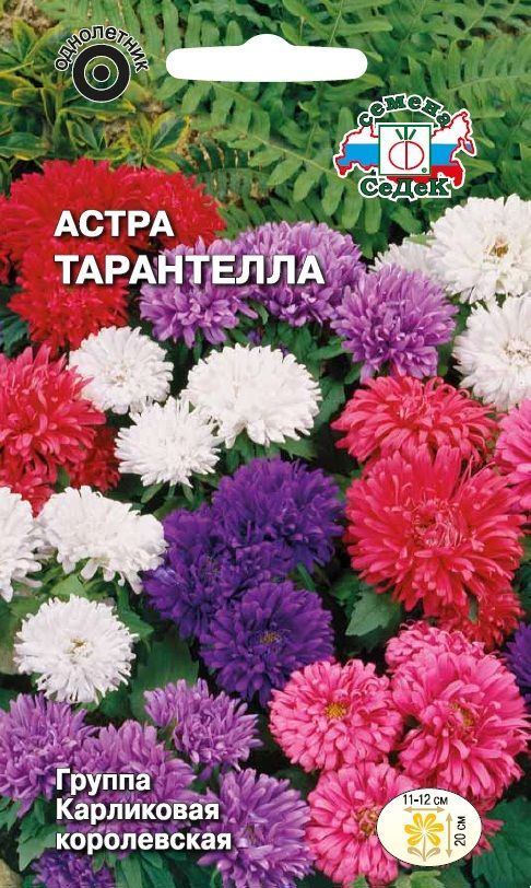 Цветок Астра Тарантелла (смесь)