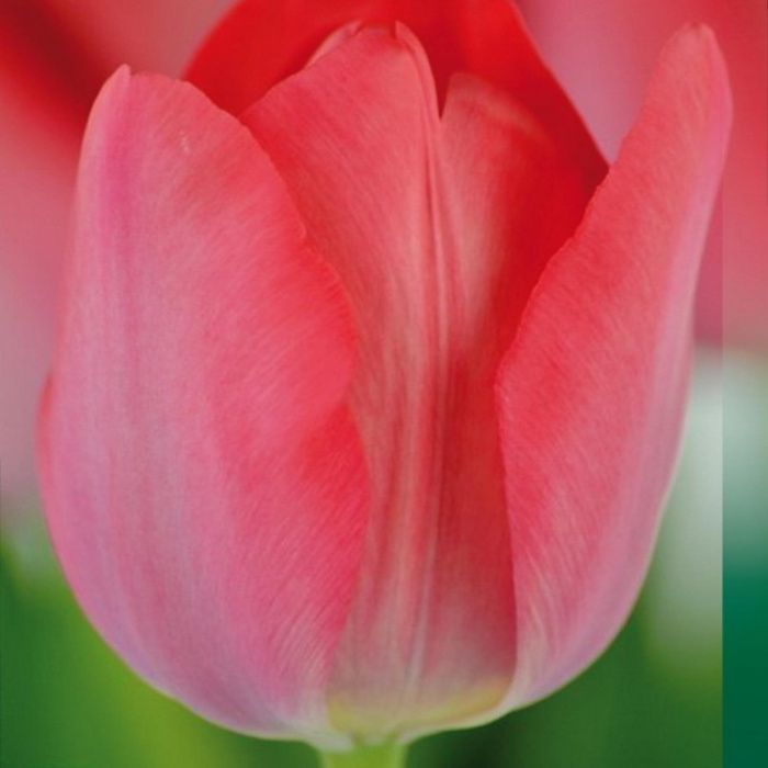 Тюльпан Ван Эйк  (дарвина)