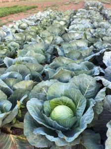 капуста Глоба F1  (б/к) 10 г.