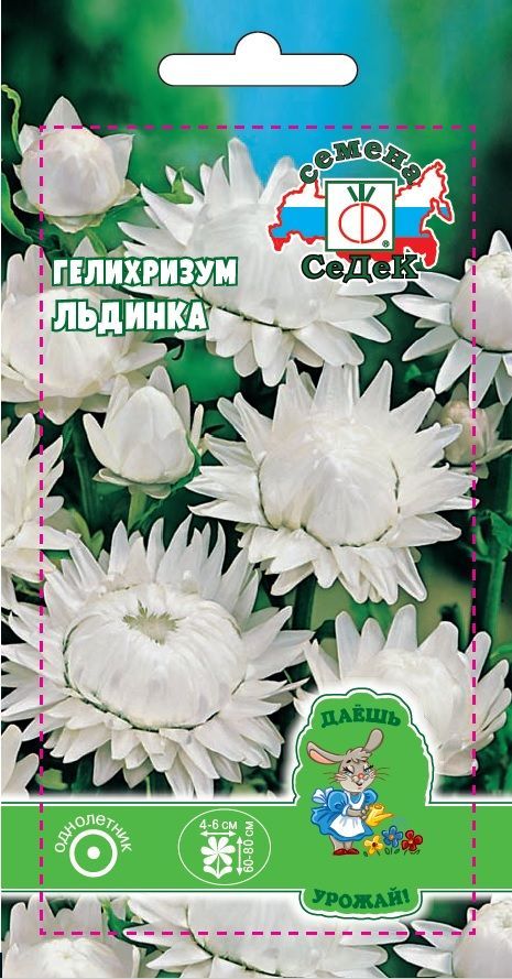 Цветок Гелихризум Льдинка (ДУ)