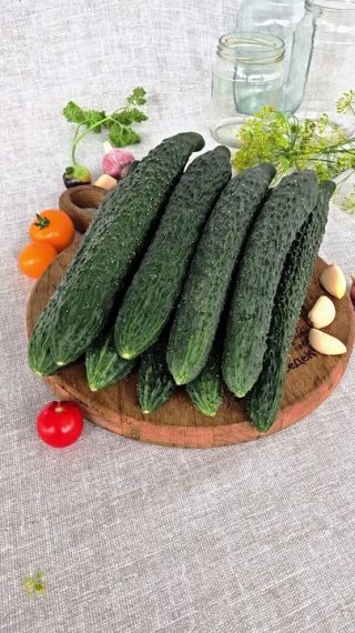 За что так любят огурцы Аллигаторы?