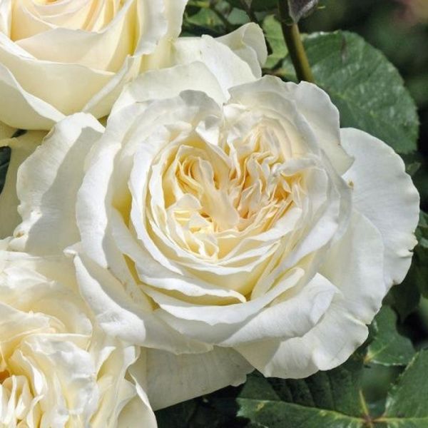 Роза Фриденслихт