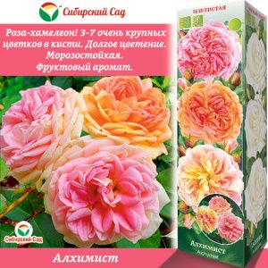 Роза Алхимист